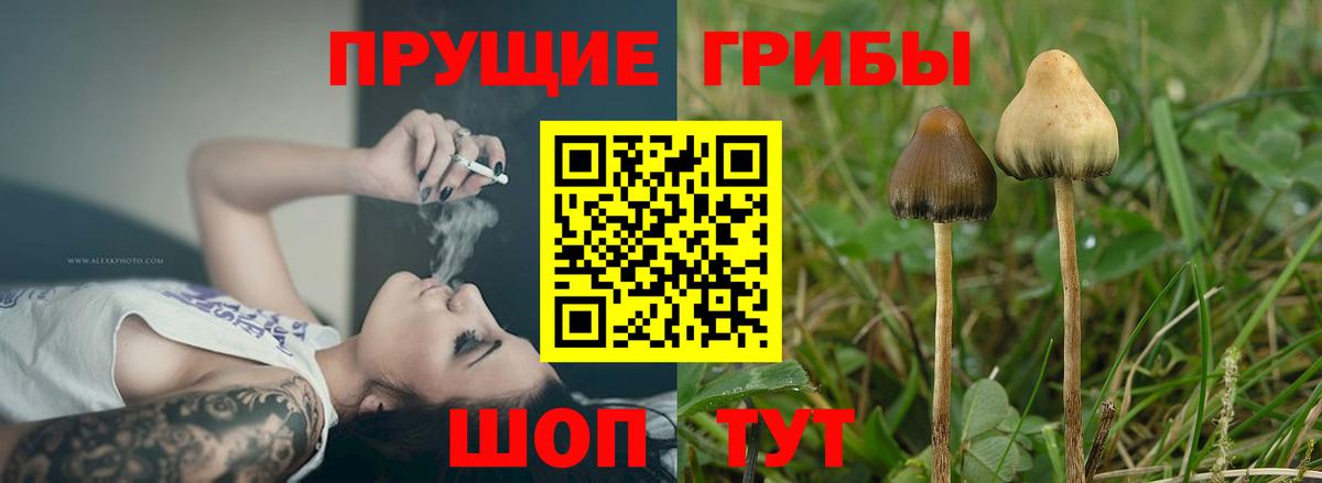 Псилоцибиновые грибы Cubensis  Славянск-на-Кубани 